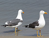 adult LBBG Dutch intergrade in September, ringed in the Netherlands. (85708 bytes)